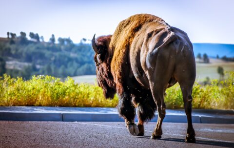 Bison Crossing The Road In Black Hills, SD