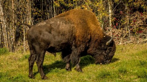 Bison Along Alaska Highway In Northern BC