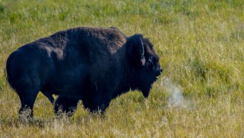 Bison’s Breath in Chilly morning in early September, Yellowstone National Park, WY