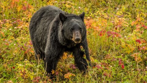 Big Black Bear On The Side of Alaska Highway, BC