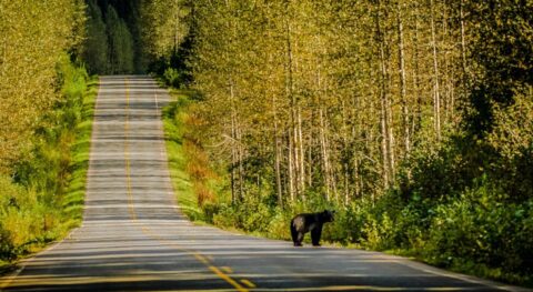 Black Bear On Cassiar Highway (37), Bell II, BC