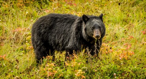 Black Bear Staring At Me Standing By Alaska Highway In Northern BC