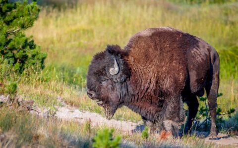 Bless You! Bison in Yellowstone National Park, WY