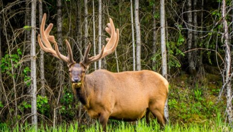 Bon Appetit! Enjoy Your Breakfast in Jasper National Park, AB