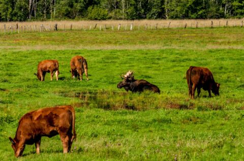 Bull Moose Lays In The Puddle Surrounded By Cows On The Farm In Bella Coola Valley, BC