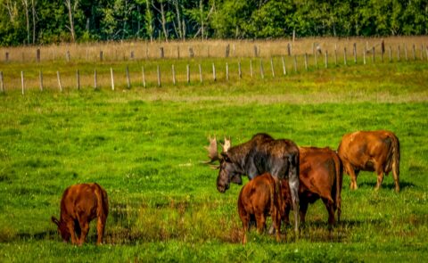 Bull Moose Surrounded By Cows On The Farm In Bella Coola Valley, BC