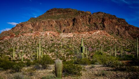 Cacti And Red Rocks In Organ Pipe Cactus National Monument, AZ
