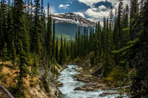 Cascade Waters of Twin Falls Creek, Yoho National Park, BC