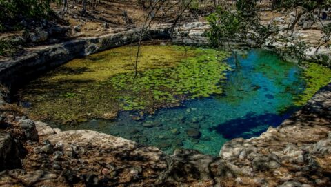 Cenote On Dzibilchaltun Archaeological Site In Yucatan, Mexico