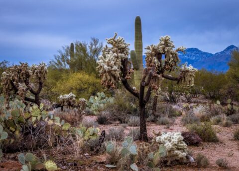 Chain Fruit Cholla And Saguaro Cacti In East Saguaro National Park, Tucson, AZ