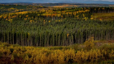 Colors Of Fall Along Alaska Highway South From Fort Nelson, Northern BC