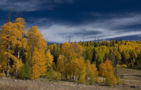 Colors Of The Fall On Cedar Breaks, UT