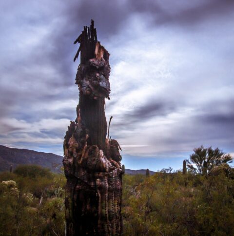 Dead Saguaro Cactus In East Saguaro National Park, Tucson, AZ