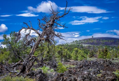 Dead Tree In Craters Of The Moon National Monument, ID