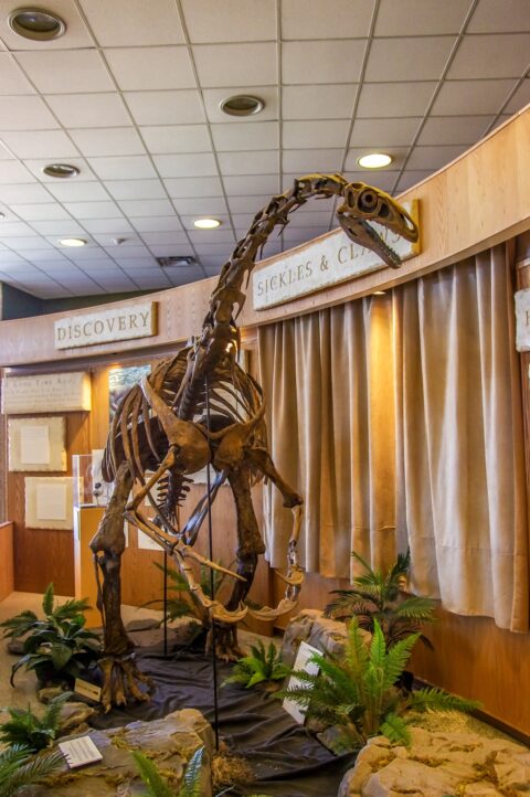 Facing Dinosaur Skeleton, Page, AZ