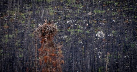 Eagle Nest Near Medicine Lake In Jasper National Park, AB