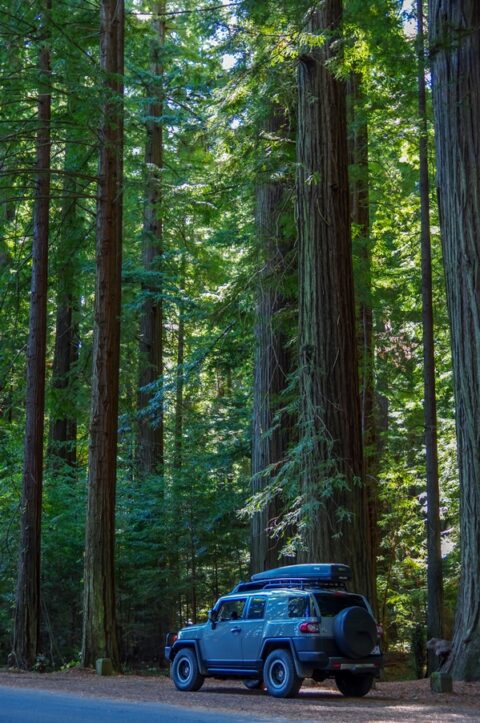 FJ On The Avenue Of The Giants, Humboldt State Park, CA