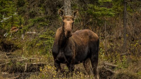 Wondering Moose Along Alaska Highway, Northern, BC