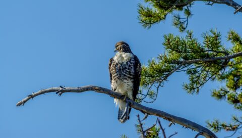 Falcon, Yellowstone National Park, WY