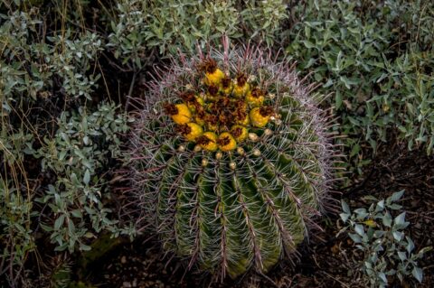 Fishook Barrel Cactus In East Saguaro National Park, Tucson, AZ