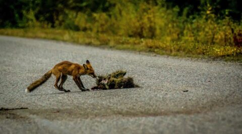 Fox Eats Dead Porcupine On Cassiar Highway, BC