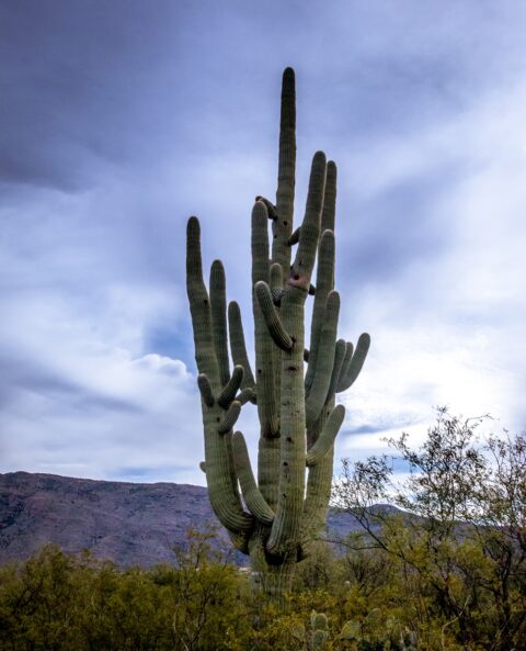 Giant Saguaro Cactus In East Saguaro National Park, Tucson, AZ