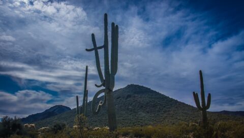 Giant Saguaro Cactus In Organ Pipe Cactus National Monument, AZ