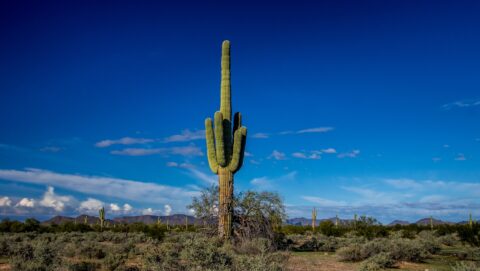 Giant Saguaro Cactus Standing Alone In Organ Pipe Cactus National Monument, AZ