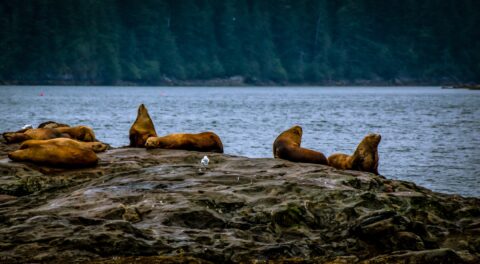 Giant Steller Sea Lions On The Rock In In Prince William Sound , AK