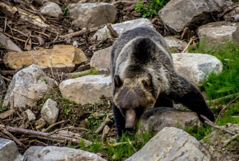 Grizzly Bear Hunting Small Animal In Glacier National Park, BC