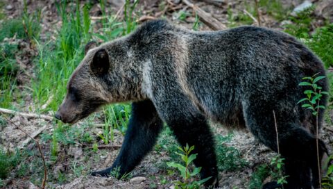 Grizzly Bear In Glacier National Park, BC