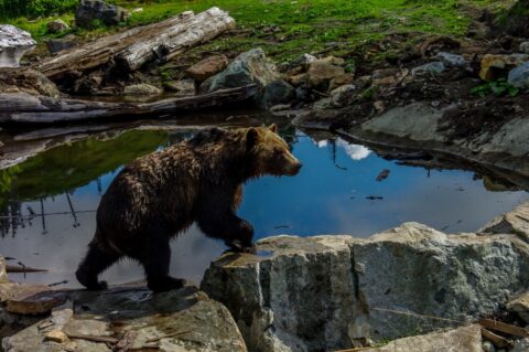 Grizzly Bear on Grouse Mountain, BC