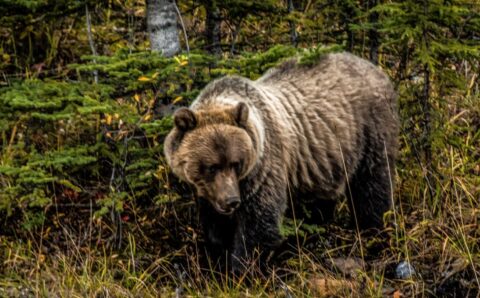 Grizzly Hunting Along Alaska Highway In Stone Mountain Provincial Park, Northern BC