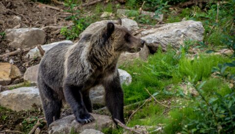 Grizzly Bear Posing for Photo In Glacier National Park, BC
