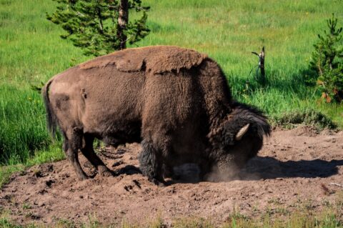Angry Bison Blows Dust, Yellowstone National Park, WY