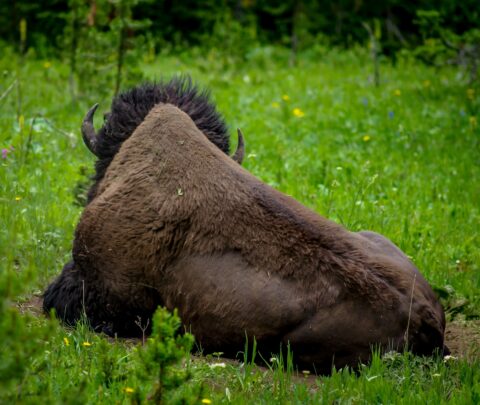 I Don’t Like You, Bison In Yellowstone National Park, WY