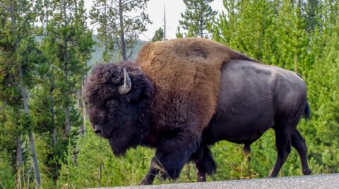 I am Big & Dangerous, Do not Mess With Me! Bison in Yellowstone National Park, WY
