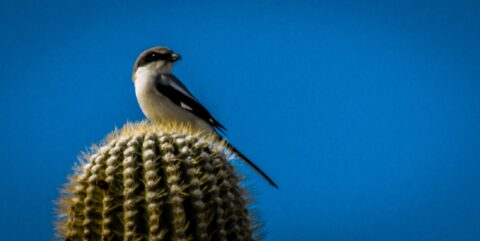 I Wish It Was A Wild Cat On Top Of Saguaro Cactus In Pipe Organ Cactus National Monument, AZ