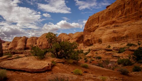 In Negro Bill Canyon, Moab, UT