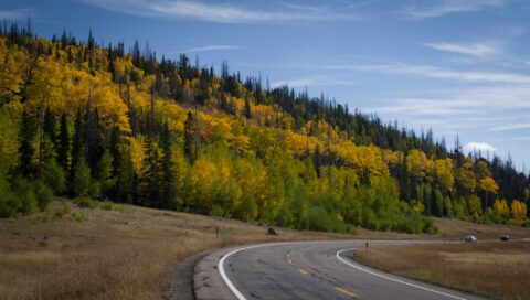 Indian Summer At  Cedar Breaks, UT