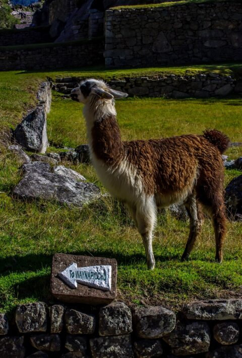 Llama Looks towards the Entrance to Wayna Picchu Trailhead, Machu Picchu, Peru