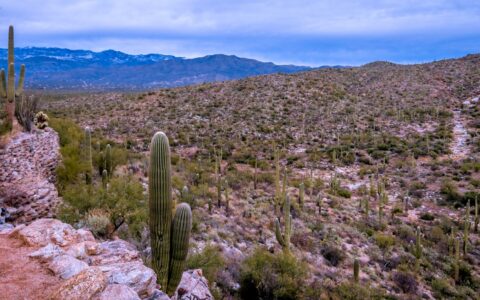 Landscape Of East Saguaro National Park, Tucson, AZ