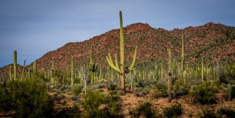 Landscape Of West Saguaro National Park, Tucson, AZ