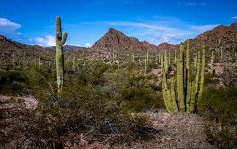 Landscape On The West Side Of Organ Pipe Cactus National Monument, AZ