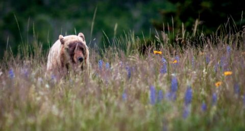 Little Blonde Grizzly Bear, Waterton National Park, AB