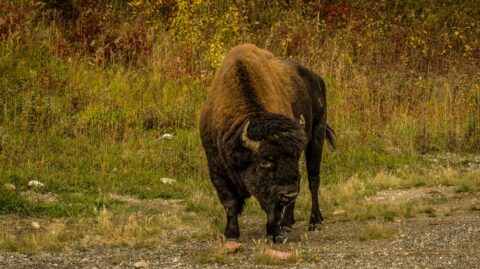 Lone Bison On The Side Of Alaska Highway In Northern BC