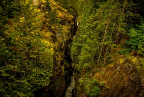 Look Downstream Sunbeam Creek Canyon In Mount Rainier National Park, WA