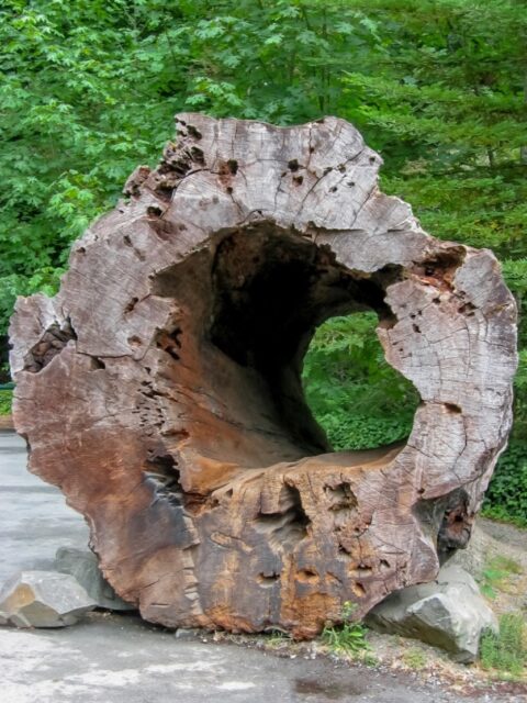 Look Through Ancient Redwood Trunk In Humboldt State Park , CA