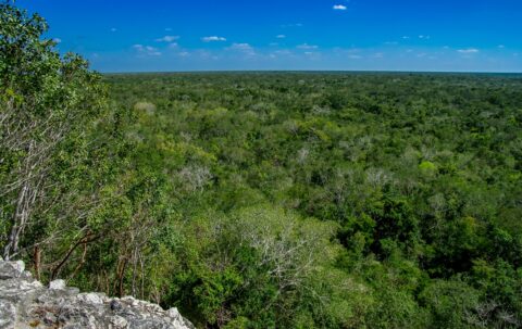 Look from the top of Pyramid at Coba Archaeological Site, Quintana Roo, Mexico