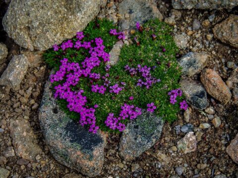 Mountain Flowers On The Bald Hills Near Maligne Lake, Jasper National Park, AB